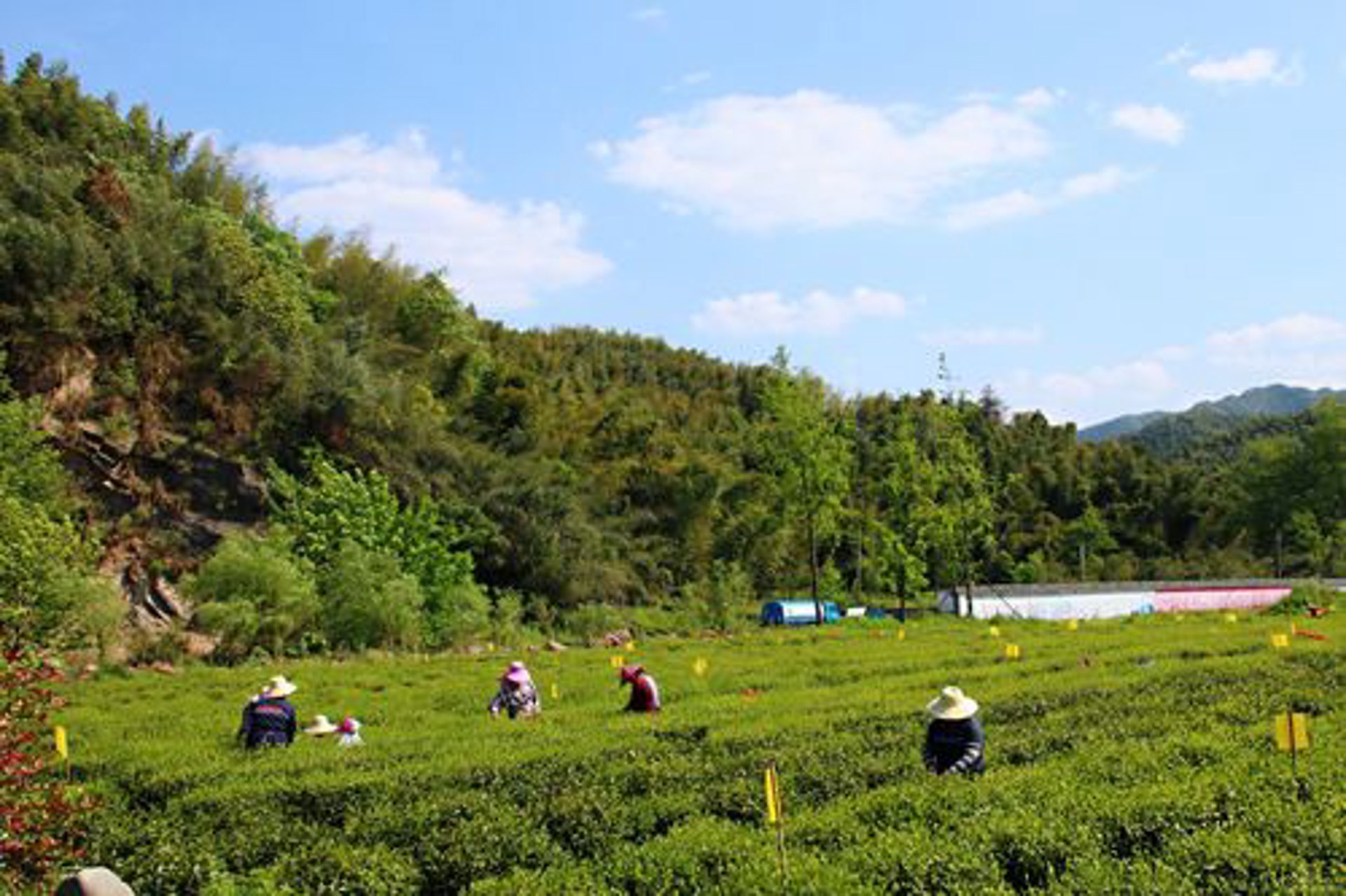 港御茗茶